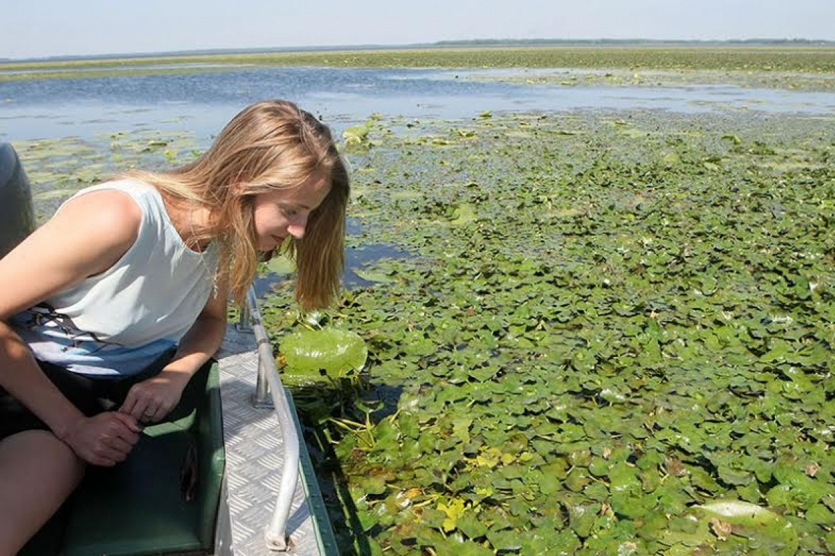 Водяной орех чилим