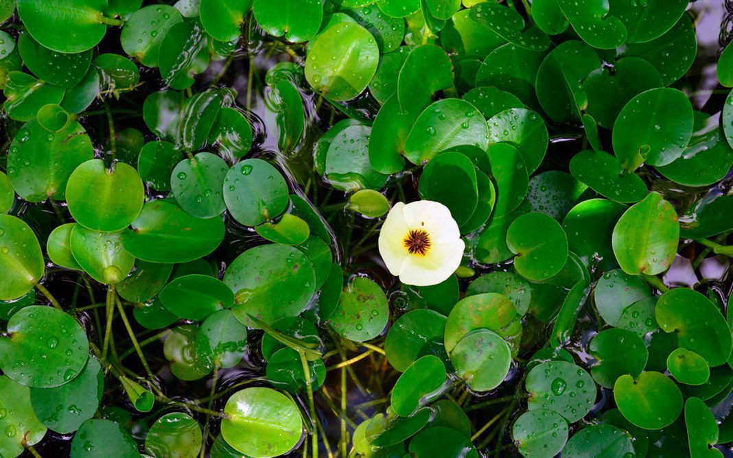 Гидроклеис