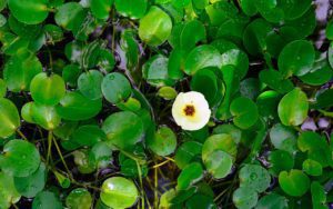 Гидроклеис