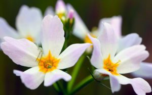 Турча болотная