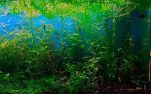 Эгерия густая