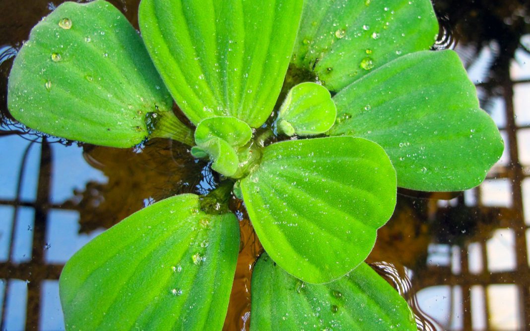 Пистия слоистая