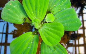 Пистия слоистая