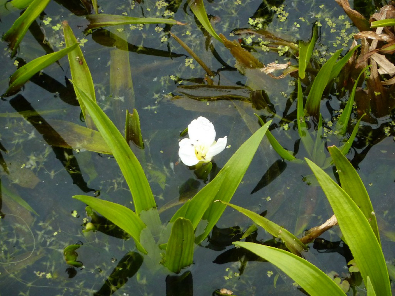 Водное растение телорез