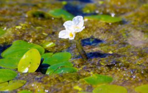 Телорез обыкновенный