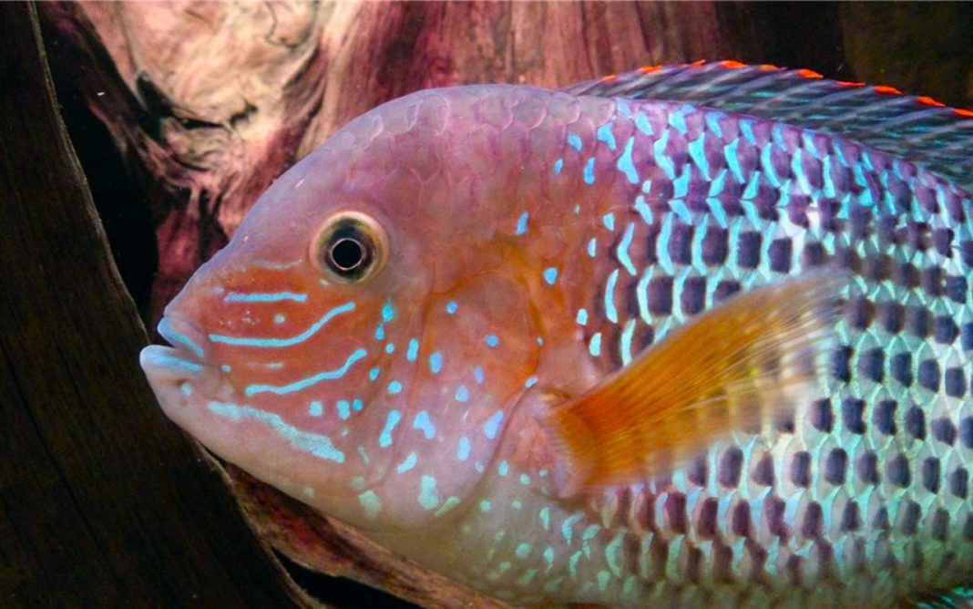 Акара бирюзовая