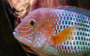 Акара бирюзовая