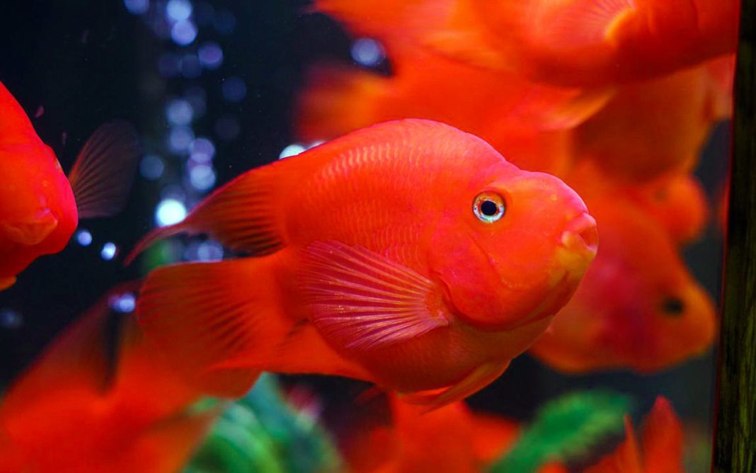 Красный попугай