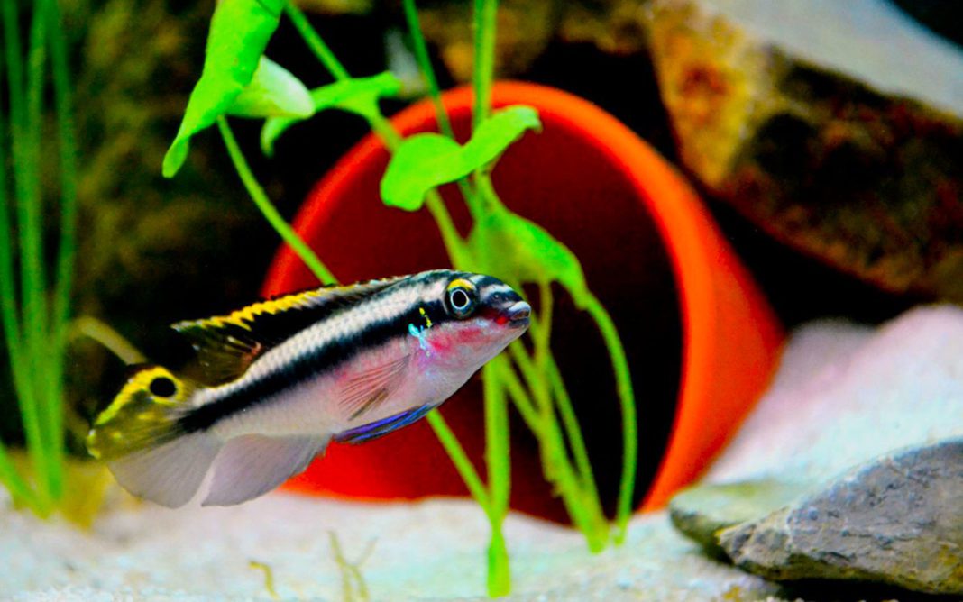 Пельвикахромис пульхер