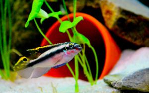 Пельвикахромис пульхер