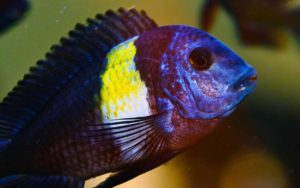 Трофеус звездчатый