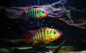 Цихлазома феста