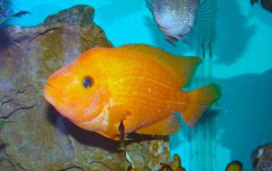 Цихлазома лабиатум (Красный дьявол)