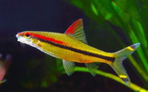 Барбус денисони