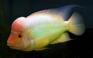 Цихлазома цитроновая