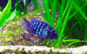 Акара голубовато-пятнистая