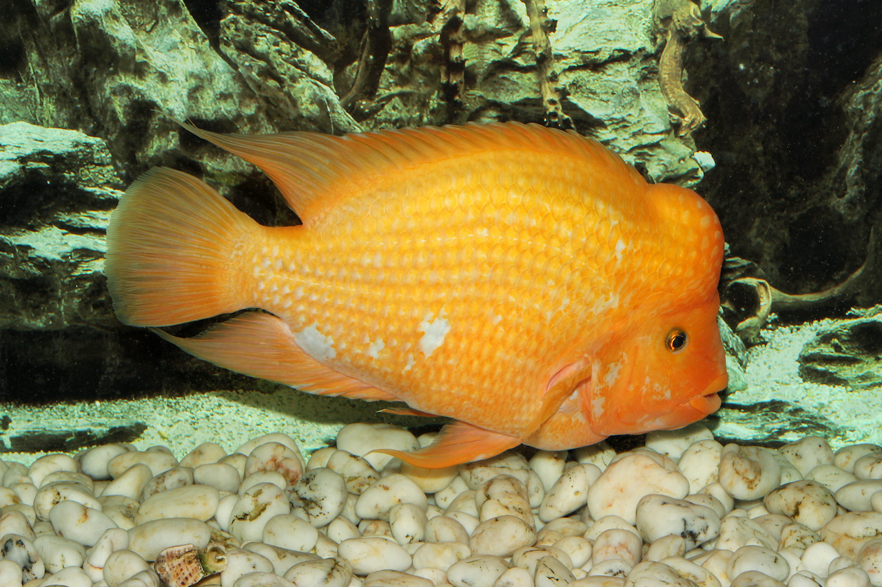 amphilophus citrinellus