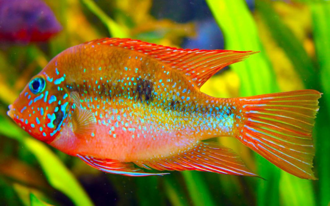 Цихлазома Элиота