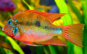 Цихлазома Элиота