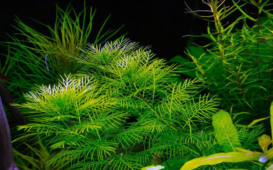 Перистолистник (Уруть)