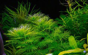 Перистолистник (Уруть)