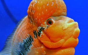 Флауэр хорн