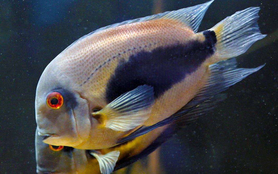 Уару чернопятнистый