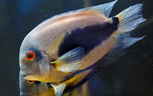 Уару чернопятнистый