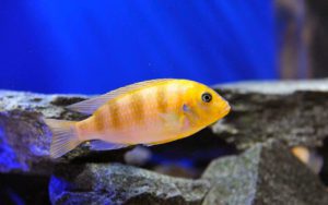 Псевдотрофеус ломбардо