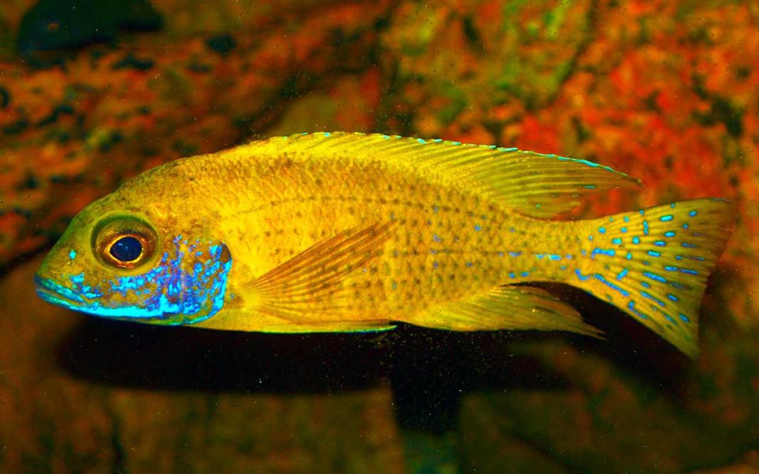 Аулонокара бенша