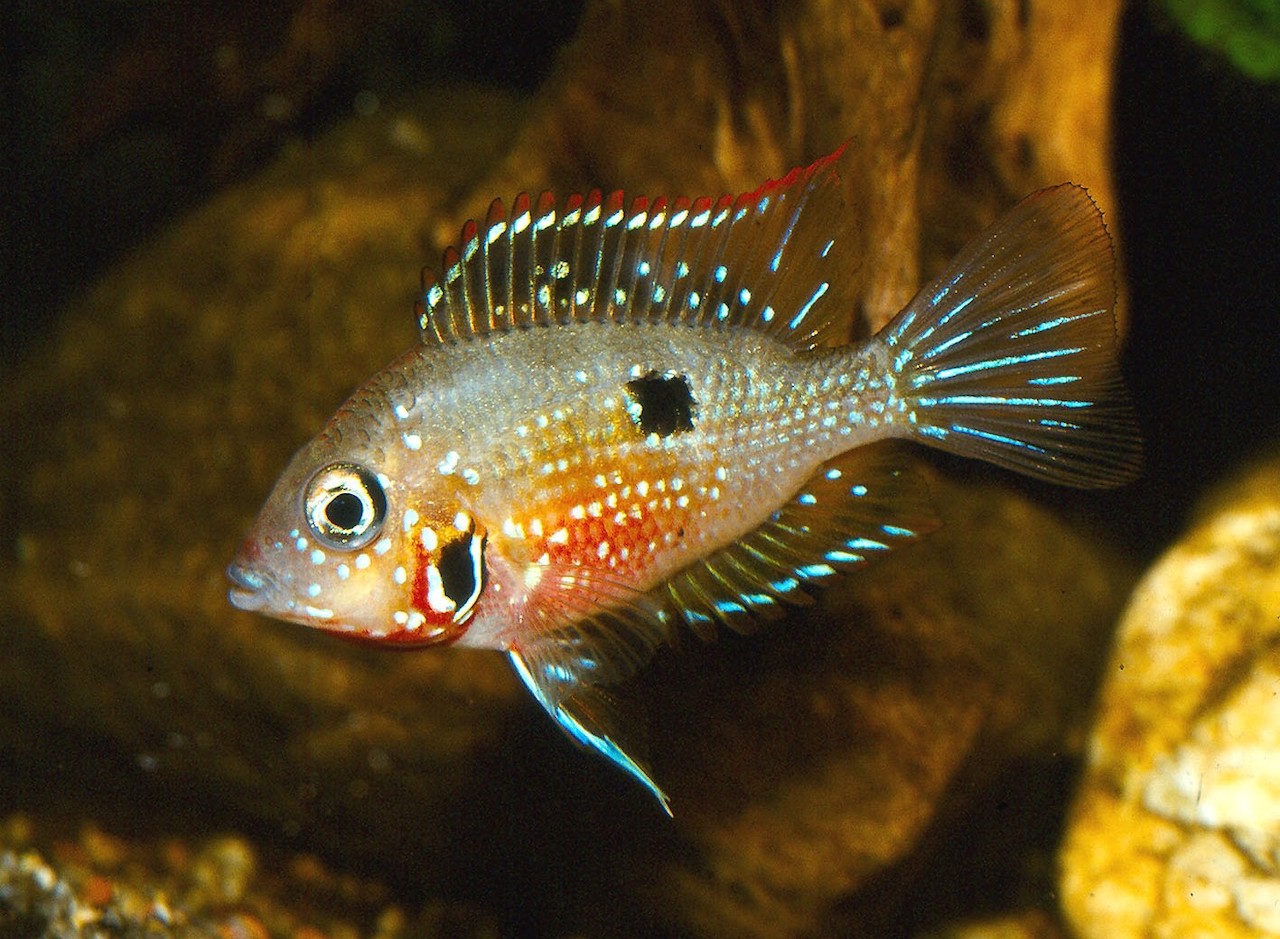 thorichthys ellioti