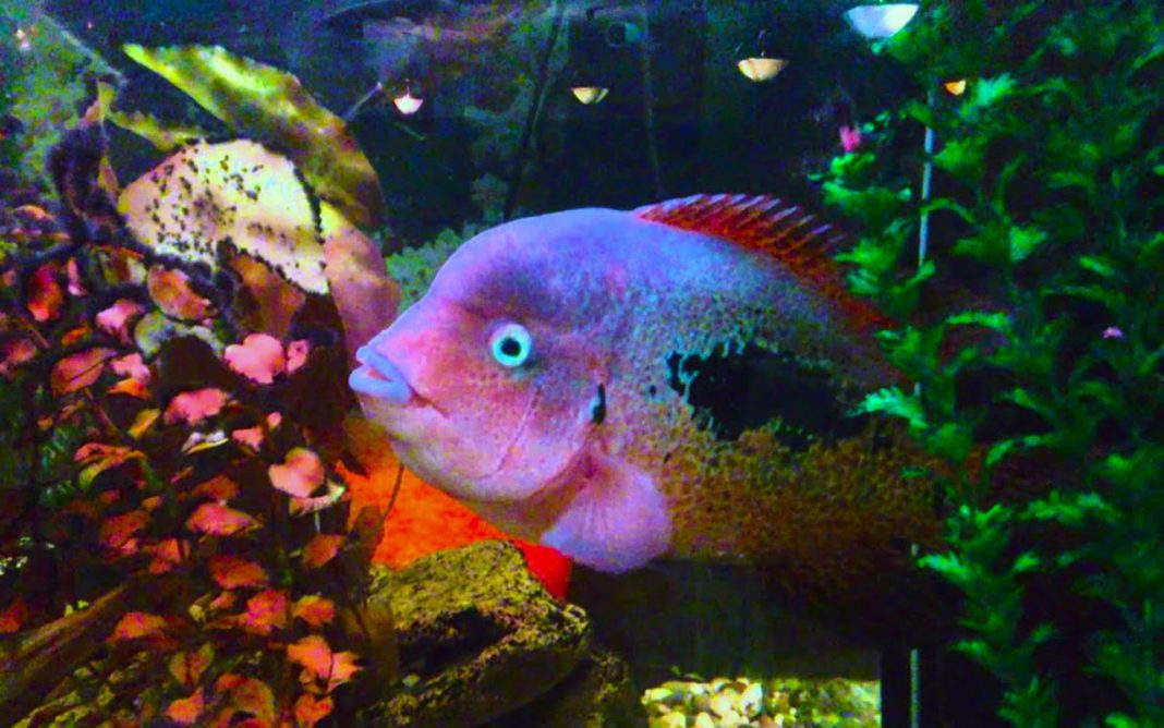 Цихлазома радужная