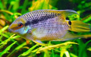 Цихлазома мезонаута