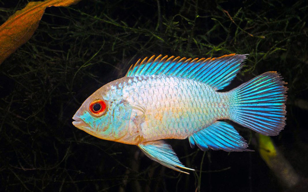 Наннакара неоновая