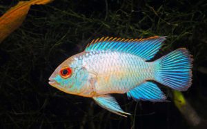 Наннакара неоновая