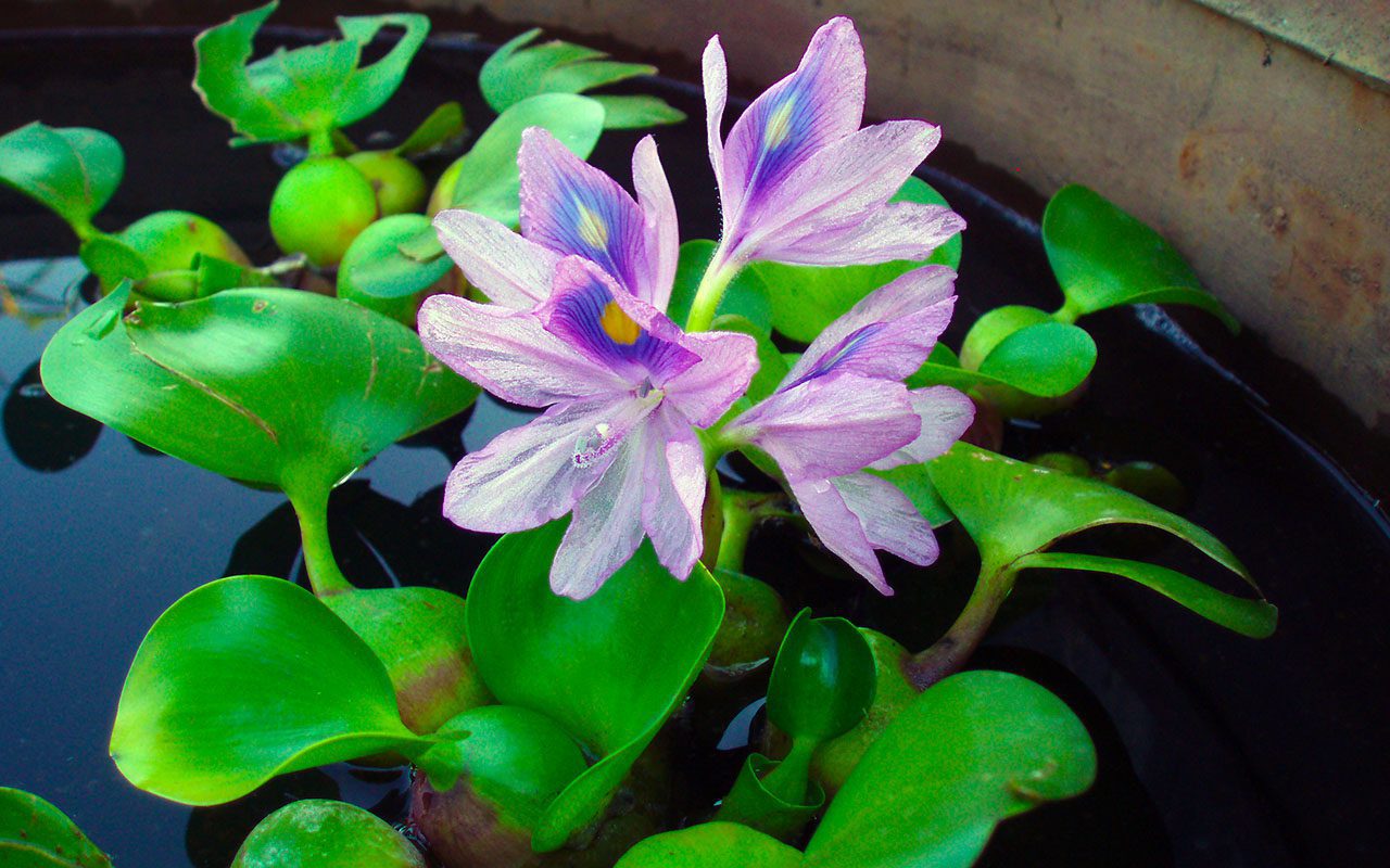 Эйхорния аквариумное растение. Эйхорния водный гиацинт в аквариуме. Эйхорния в аквариуме. Эйхорния в аквариуме. Эйхорния в аквариуме.