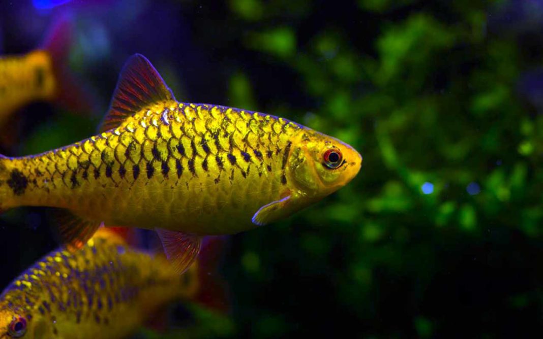 Барбус шуберта