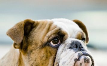 Английский бульдог