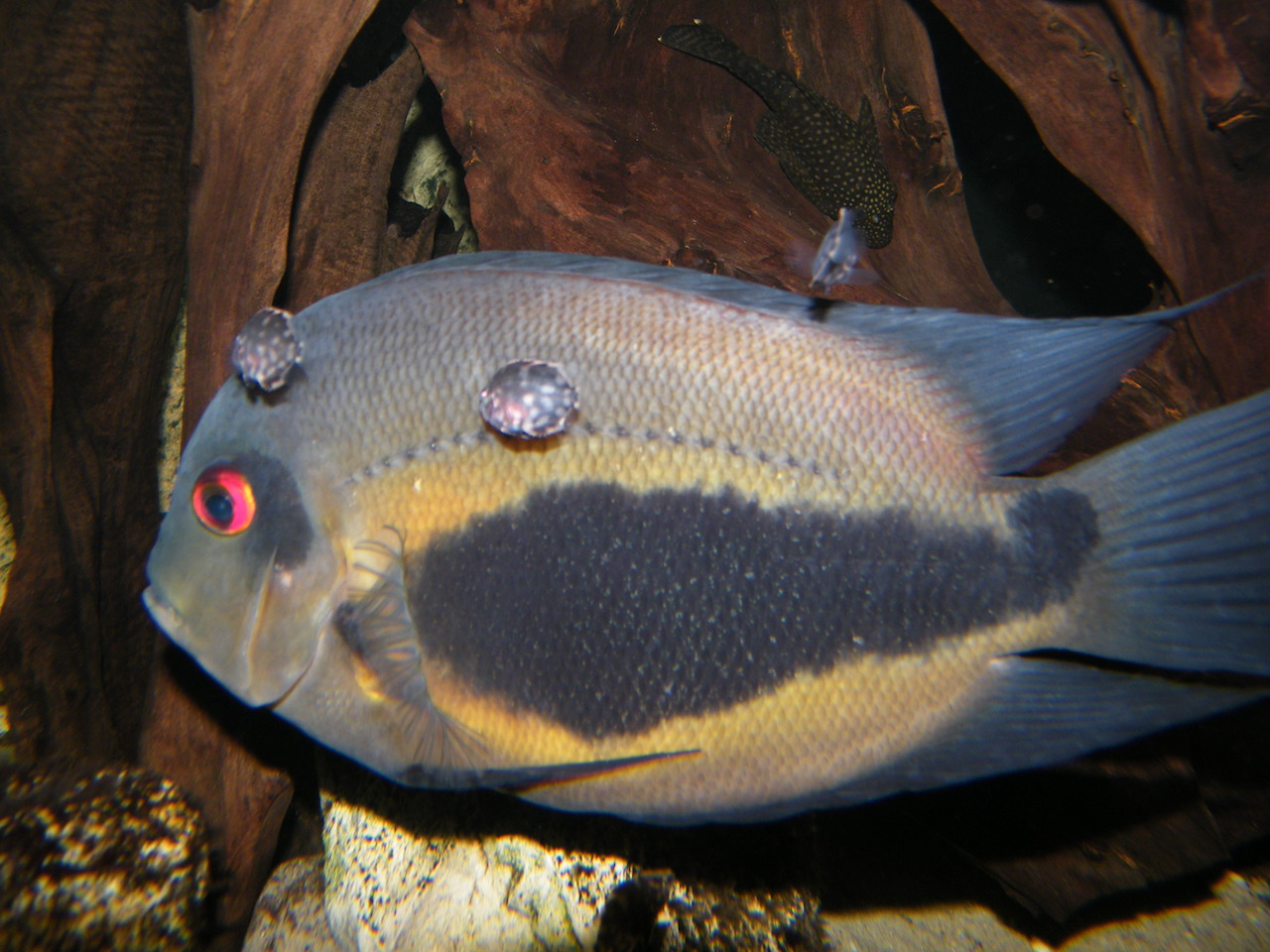 uaru amphiacanthoides