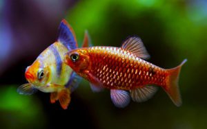 Барбус огненный