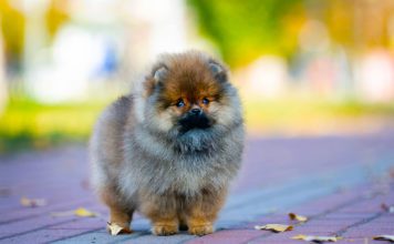 Померанский шпиц