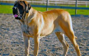 Английский мастиф