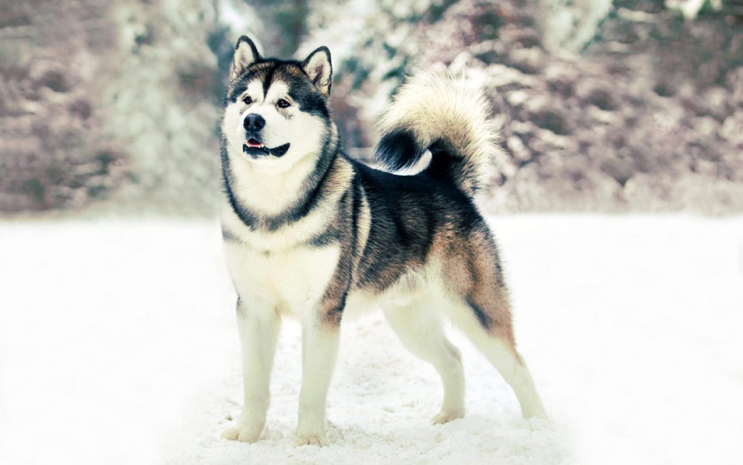 Аляскинский маламут