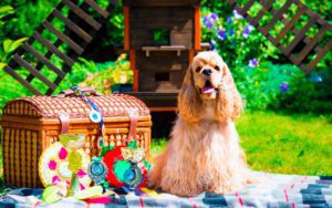 Американский кокер-спаниель