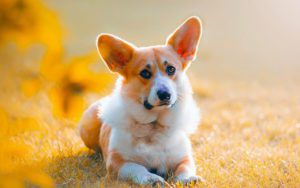 Вельш корги