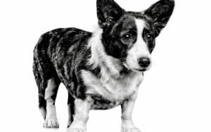 Вельш корги кардиган