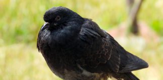 Голубь Птица голубь