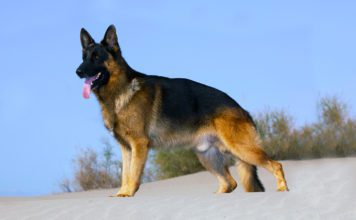 Немецкая овчарка