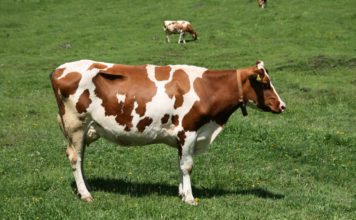 Айрширская порода коров