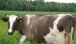 Костромская порода коров